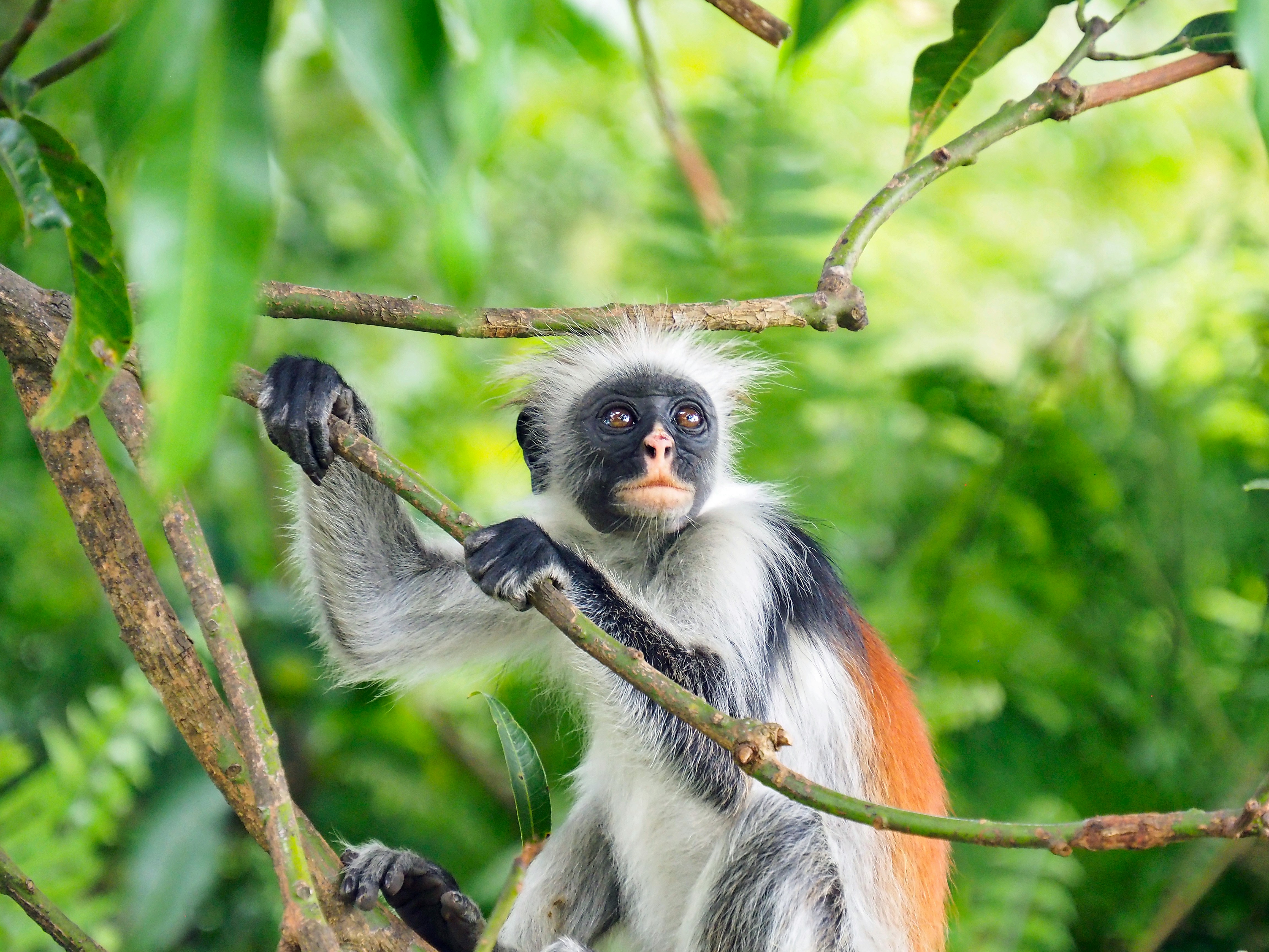 Zanzibar red colobus monkey holding tree branches in a green forest